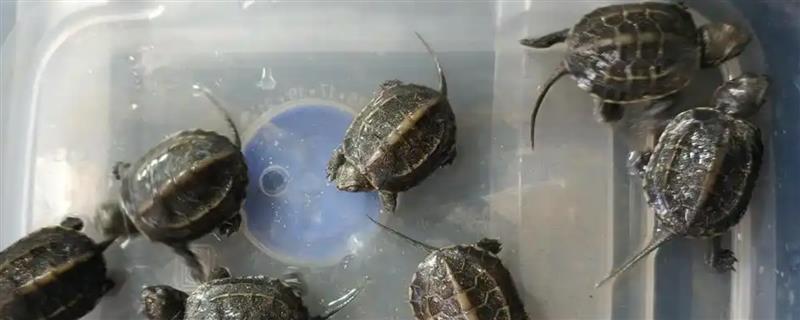草龟不吃东西的原因和治疗方法，可能是不适应新环境所致