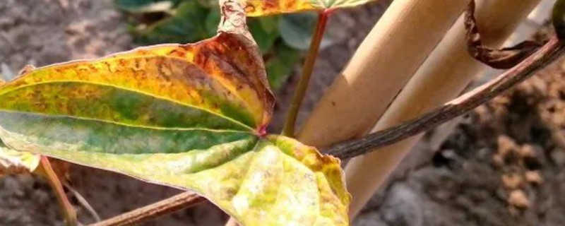 山药叶子发黄脱离是什么原因，是得了炭疽病所致