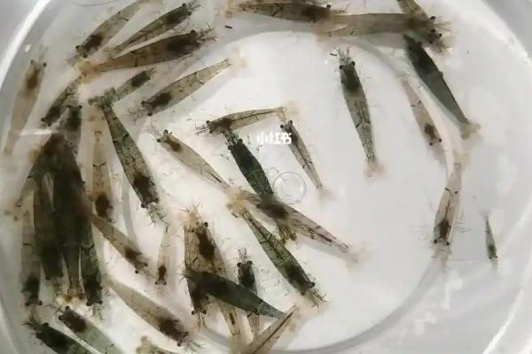 河虾是不是黑壳虾，二者是不同的品种