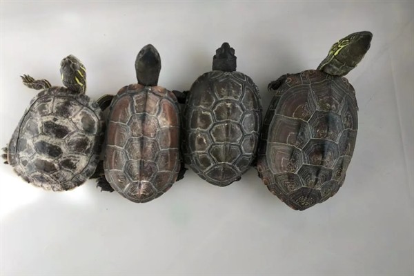 草龟不吃东西的原因和治疗方法，可能是不适应新环境所致
