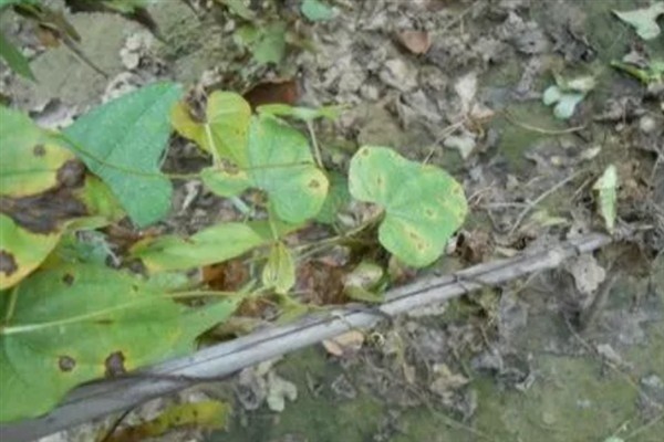 山药叶子发黄脱离是什么原因，是得了炭疽病所致