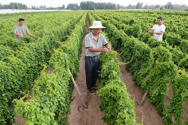 山药叶子发黄脱离是什么原因，是得了炭疽病所致