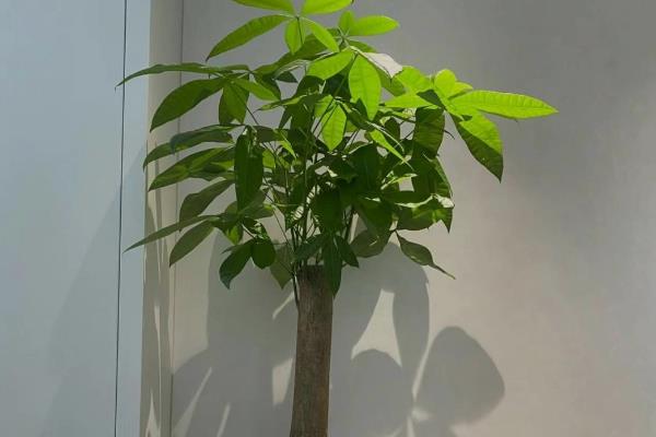 冬天给发财树套袋的方法，将树干与树冠用袋子包起来并固定即可