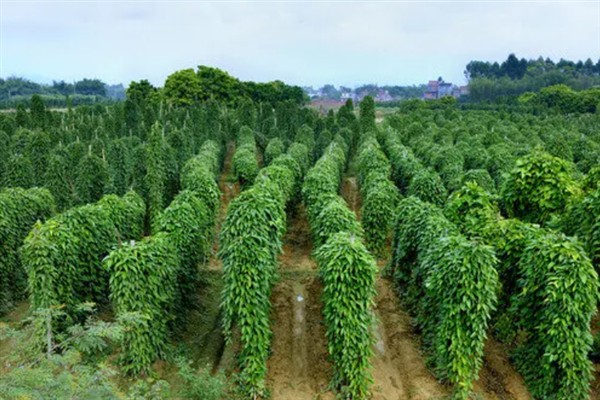 山药叶子发黄脱离是什么原因，是得了炭疽病所致