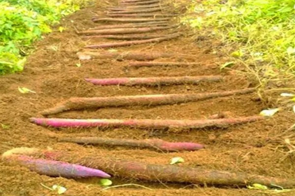 山药叶子发黄脱离是什么原因，是得了炭疽病所致