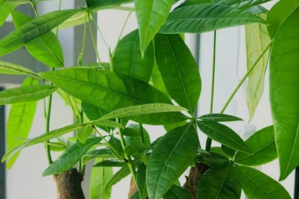 冬天给发财树套袋的方法，将树干与树冠用袋子包起来并固定即可