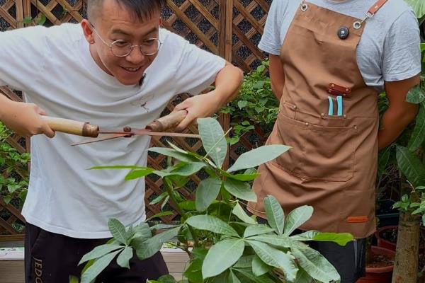 冬天给发财树套袋的方法，将树干与树冠用袋子包起来并固定即可