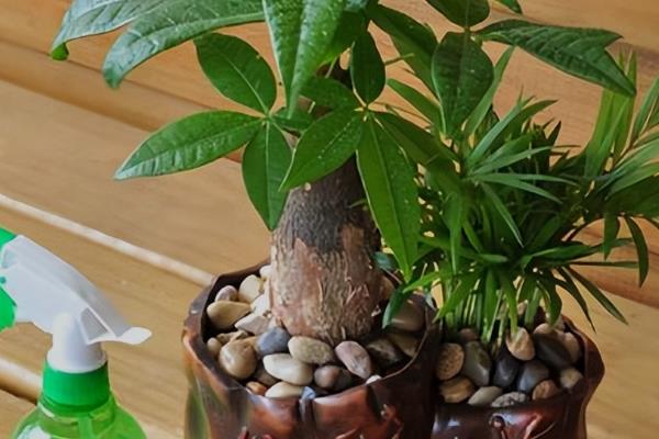 冬天给发财树套袋的方法，将树干与树冠用袋子包起来并固定即可