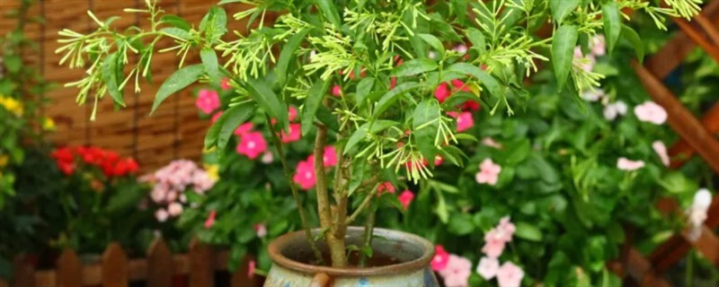 夜来香浇水多了如何处理,可脱盆修剪