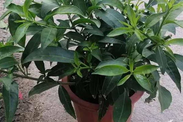 夜来香浇水多了如何处理，可脱盆修剪