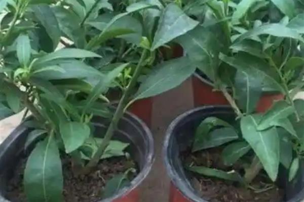 夜来香浇水多了如何处理，可脱盆修剪