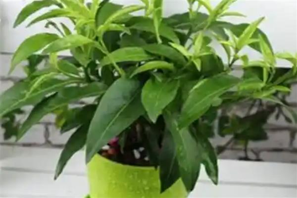 夜来香浇水多了如何处理，可脱盆修剪