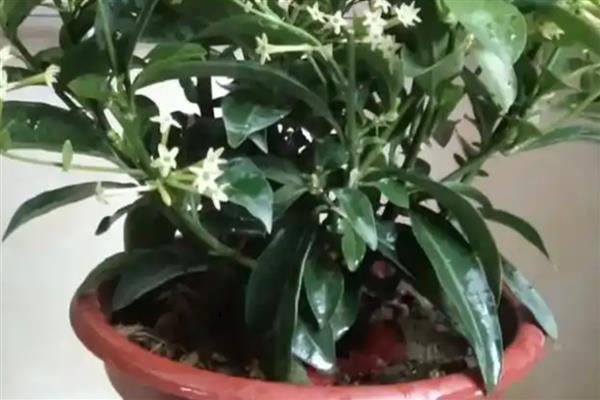 夜来香浇水多了如何处理，可脱盆修剪