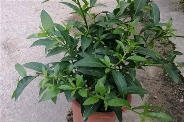 夜来香浇水多了如何处理，可脱盆修剪