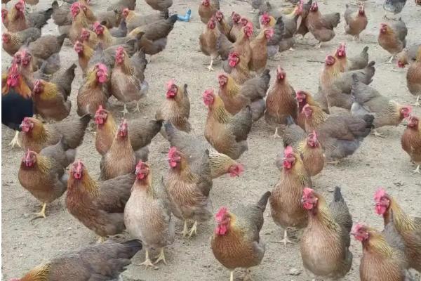 一亩地能养多少麻鸡，放养状态只能饲养200-500只