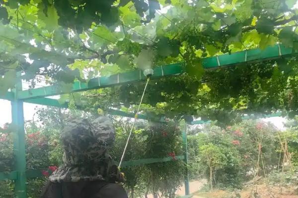 霜脲锰锌的使用注意事项，严禁与碱性农药混合使用