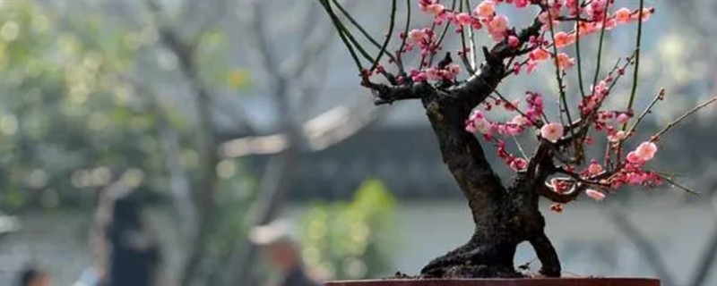 傲霜斗雪是指哪种花，梅花即便在寒冬也能傲然开放