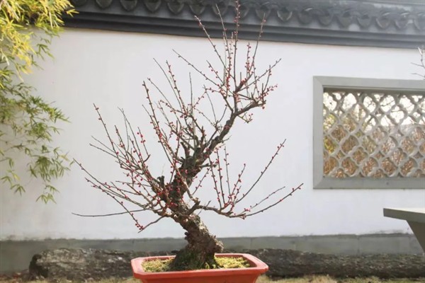 傲霜斗雪是指哪种花，梅花即便在寒冬也能傲然开放