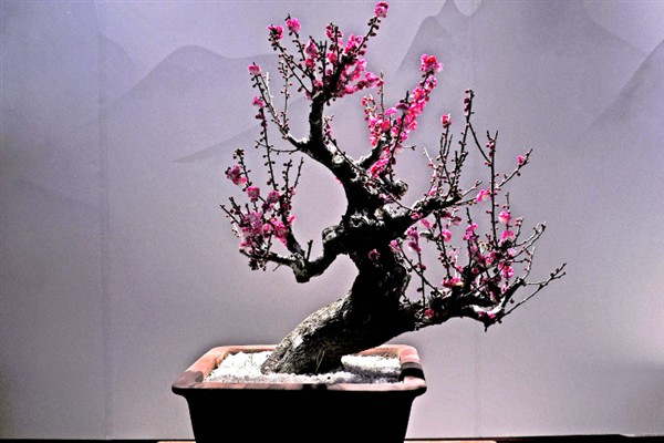 傲霜斗雪是指哪种花，梅花即便在寒冬也能傲然开放