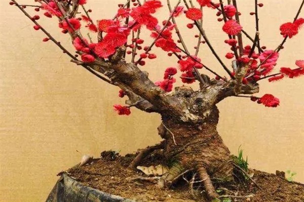 傲霜斗雪是指哪种花，梅花即便在寒冬也能傲然开放