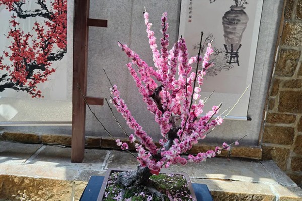 傲霜斗雪是指哪种花，梅花即便在寒冬也能傲然开放