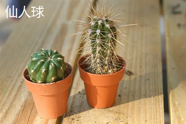 房间里放什么植物好，推荐仙人掌、吊兰等