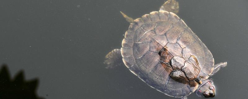 乌龟冬眠为什么总往出爬,是因为环境温度太高所致