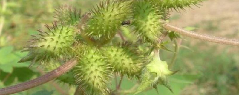 植物传播方式有哪些，包括风力传播、水流传播等