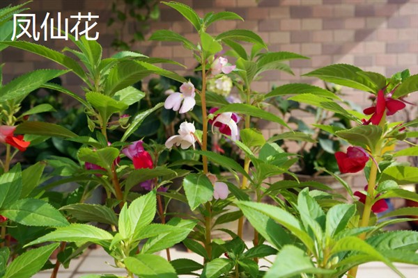 植物传播方式有哪些，包括风力传播、水流传播等