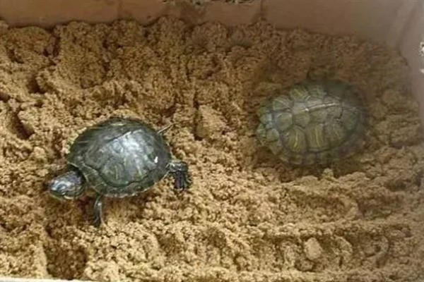 乌龟冬眠为什么总往出爬,是因为环境温度太高所致
