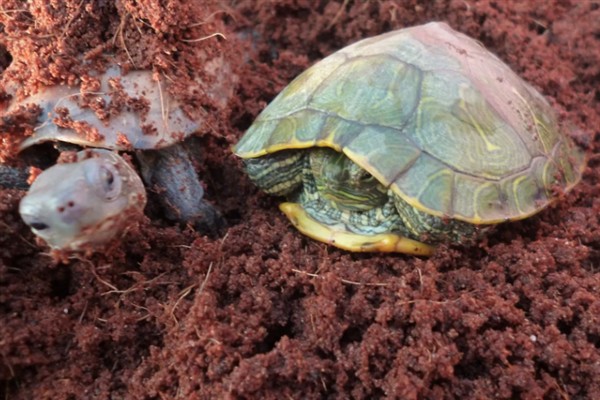 乌龟冬眠为什么总往出爬,是因为环境温度太高所致