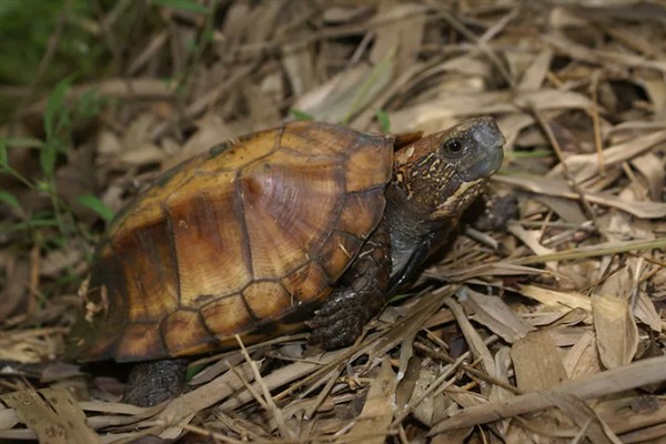 乌龟冬眠为什么总往出爬,是因为环境温度太高所致