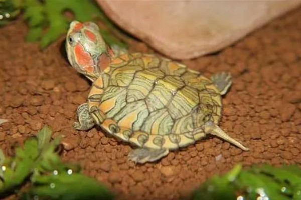 乌龟冬眠为什么总往出爬,是因为环境温度太高所致