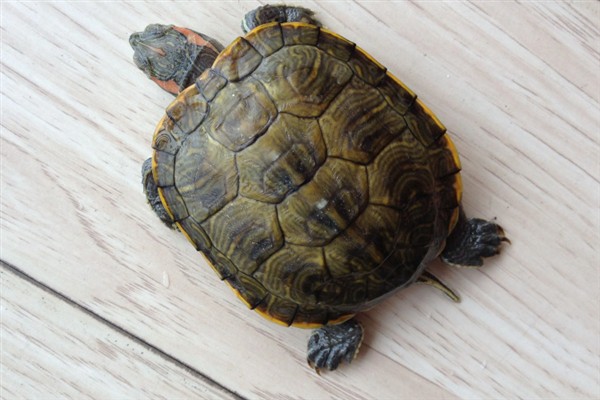 乌龟冬眠为什么总往出爬,是因为环境温度太高所致