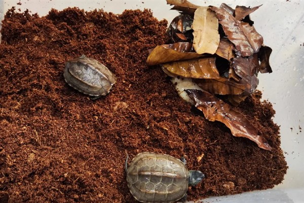 乌龟冬眠为什么总往出爬,是因为环境温度太高所致