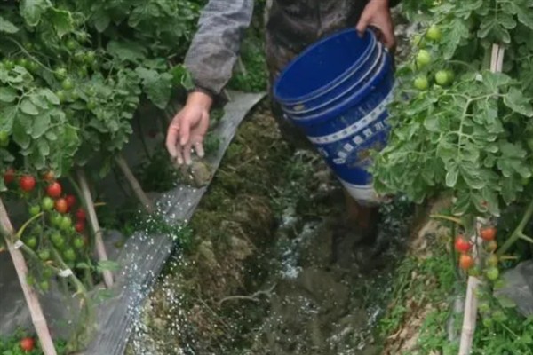 樱桃西红柿的种植时间，春西红柿在晚霜期后定植