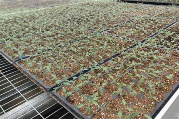 樱桃西红柿的种植时间，春西红柿在晚霜期后定植