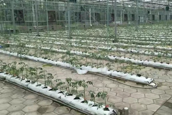樱桃西红柿的种植时间，春西红柿在晚霜期后定植