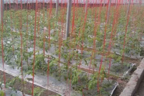樱桃西红柿的种植时间，春西红柿在晚霜期后定植