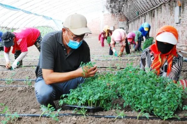 樱桃西红柿的种植时间，春西红柿在晚霜期后定植