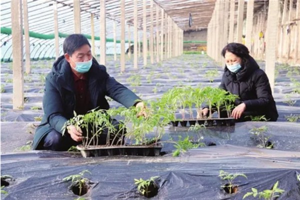 樱桃西红柿的种植时间，春西红柿在晚霜期后定植