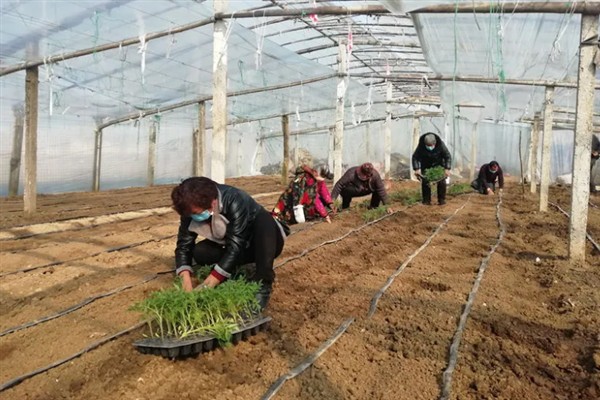 樱桃西红柿的种植时间，春西红柿在晚霜期后定植
