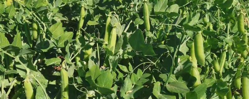 甜豌豆的种植方法，苗高35-50厘米时要搭架引蔓