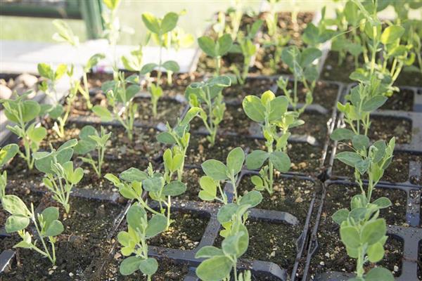 甜豌豆的种植方法，苗高35-50厘米时要搭架引蔓