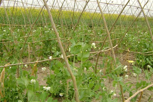 甜豌豆的种植方法，苗高35-50厘米时要搭架引蔓