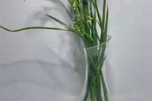 香雪兰切花的剪枝方法，摘除枝条下端的叶片可以节省养分