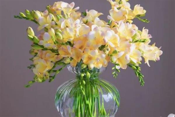 香雪兰切花的剪枝方法，摘除枝条下端的叶片可以节省养分
