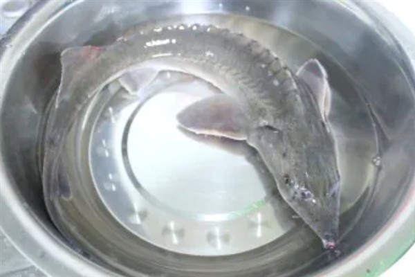 人工养殖中华鲟能吃吗，通常都能进行食用