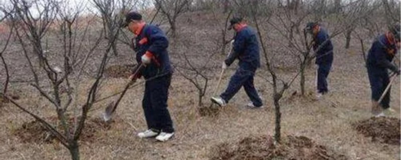 果树要施哪种肥料，花果期主施氮磷钾复合肥