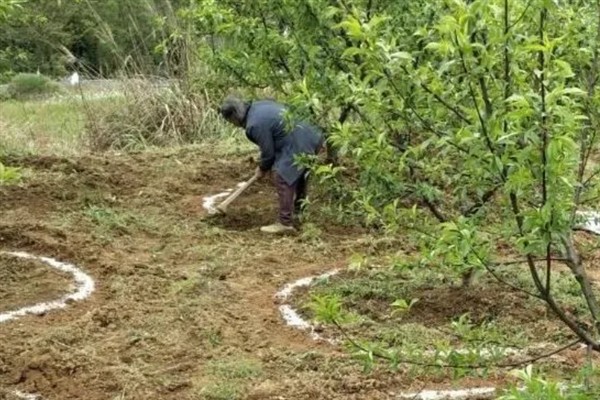 果树要施哪种肥料，花果期主施氮磷钾复合肥
